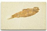 Detailed Fossil Fish (Knightia) - Wyoming #329588-1